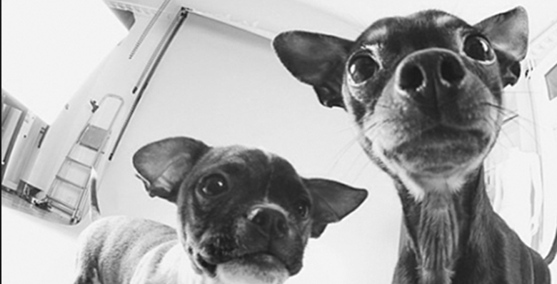 bullen och pixel
